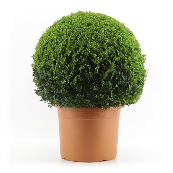 Zimostrázová koule 120 cm Ø Buxus sempervirens zbývající zásoby