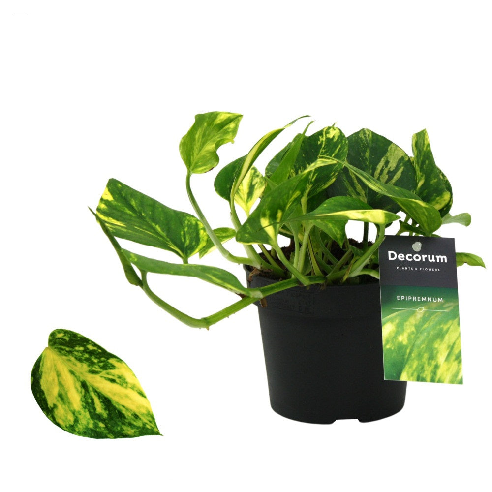 Epipremnum N-Joy Gold Topf Ø 12 / Höhe ca. 20 cm - Efeutute Rankpflanze Pflegeleicht Hängepflanze Zimmerpflanze