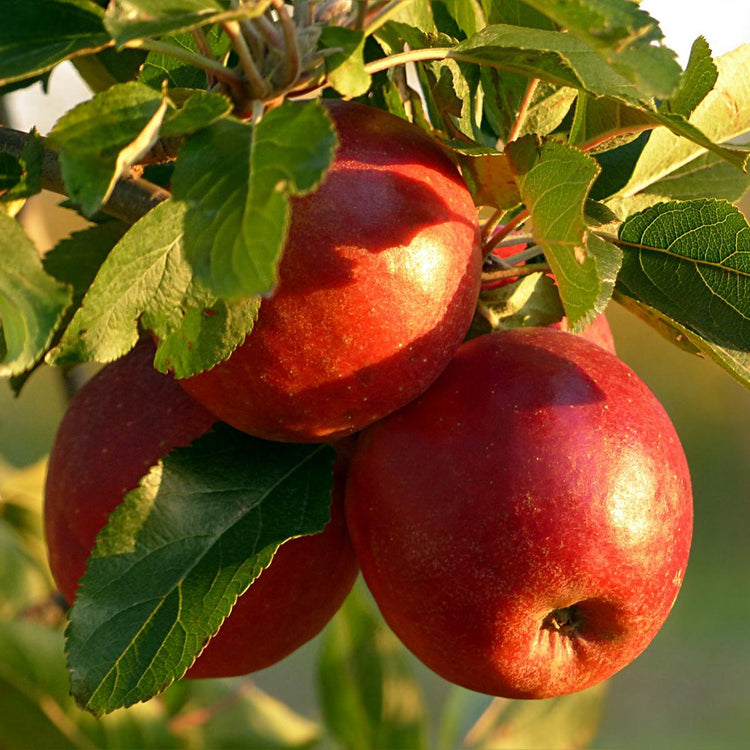 Apfel