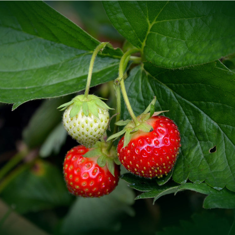 Erdbeeren