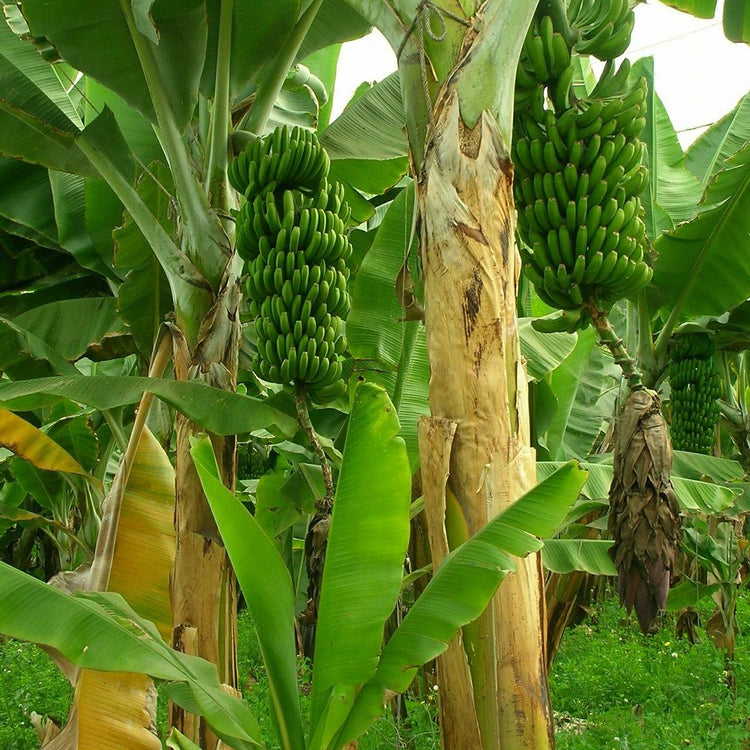 Banane