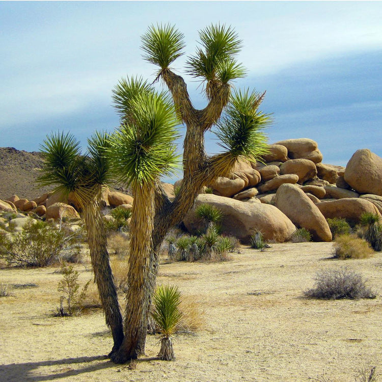 Palmen