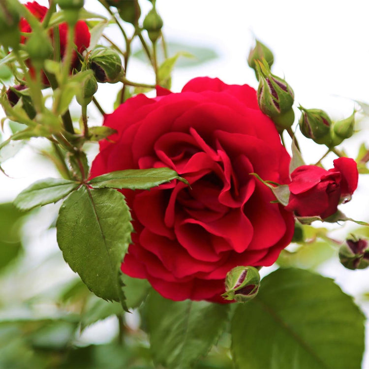 Rosen