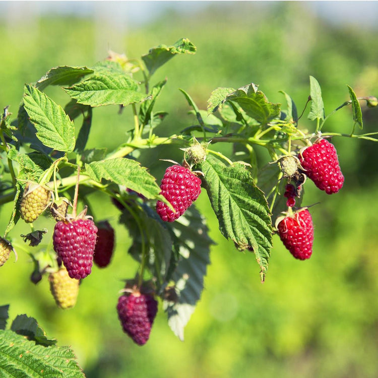 Tayberry