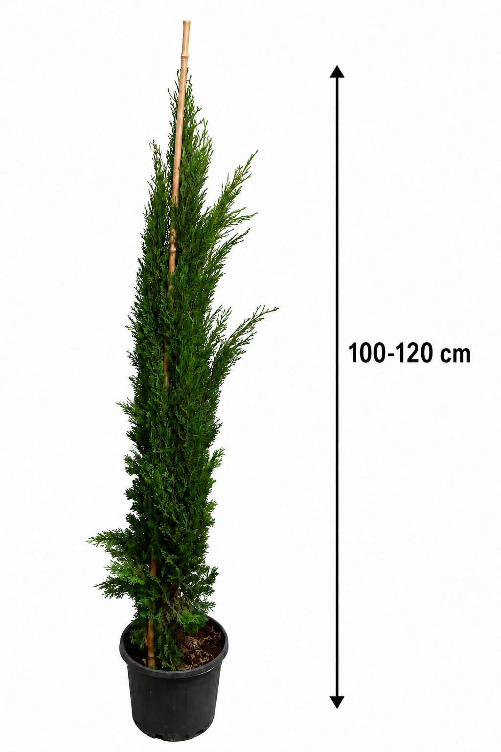 Cupressus sempervirens Totem 100–120 cm – Säulenzypresse Mediterrane Zypresse Italienische Zypresse Wintergrün
