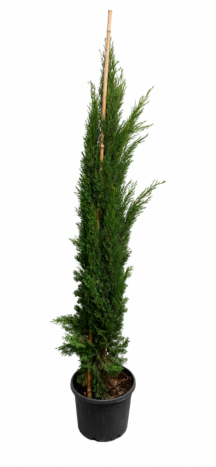 Cupressus sempervirens Totem 100–120 cm – Säulenzypresse Mediterrane Zypresse Italienische Zypresse Wintergrün