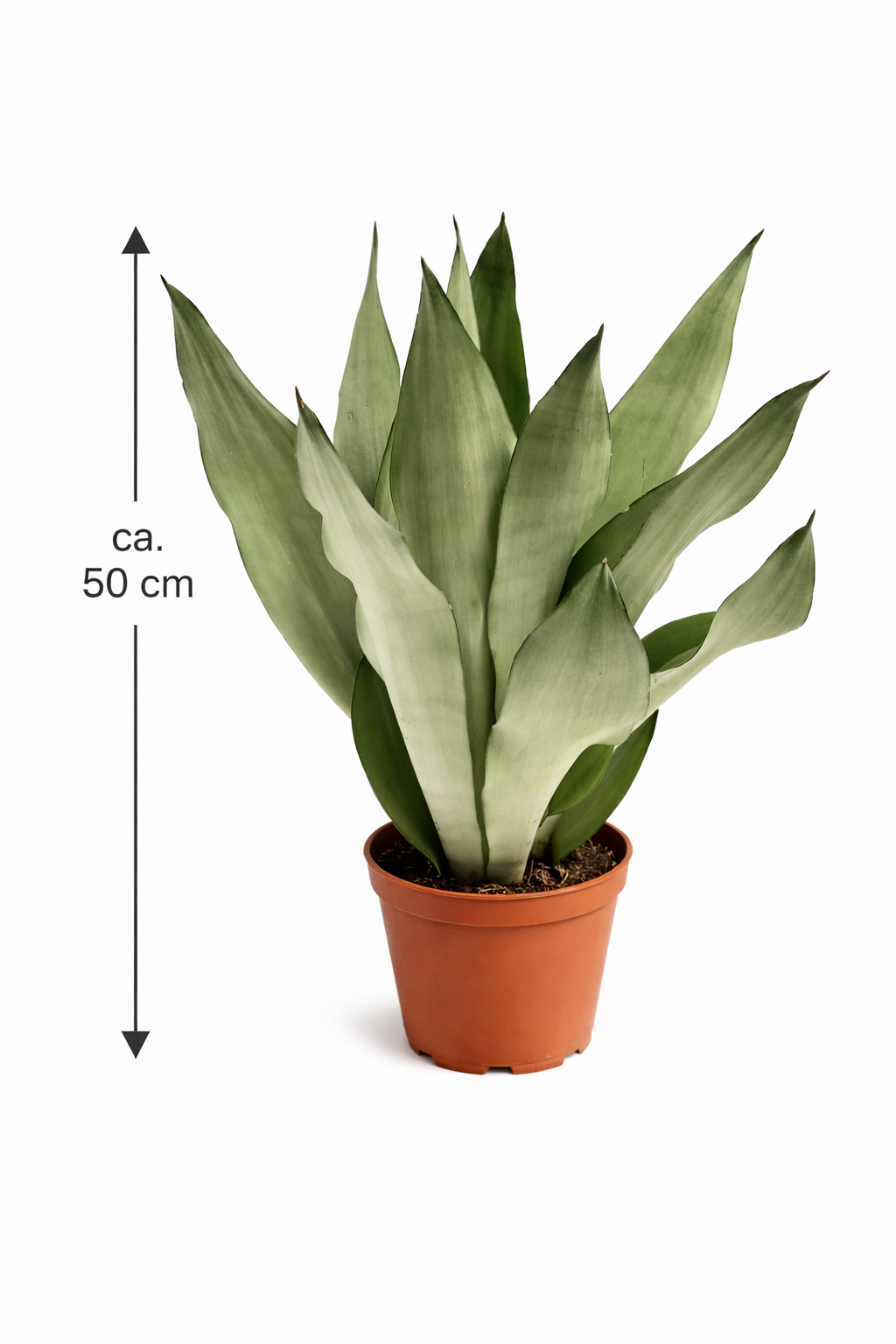 Sansevieria Moonshine ca 50 cm Bogenhanf Zimmerpflanze Schwiegermutterzunge pflegeleicht luftreinigend