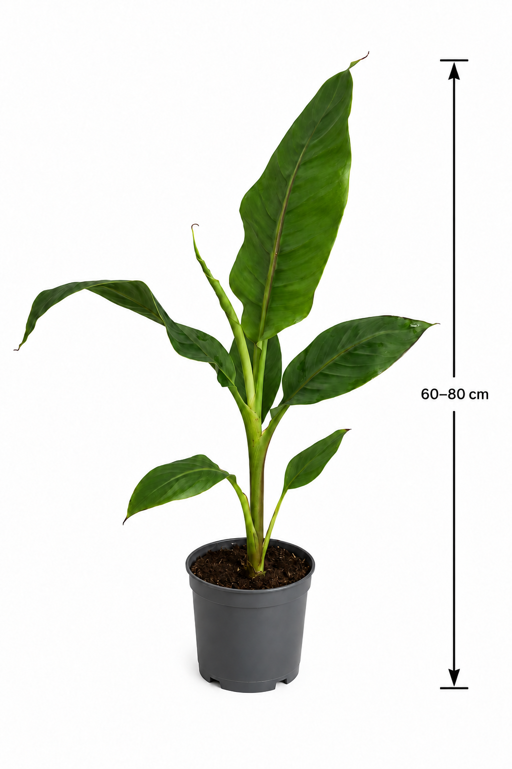Winterharte Banane 'Musa sikkimensis 'Ever Red' 60-80 cm Exotischer Garten-Hingucker