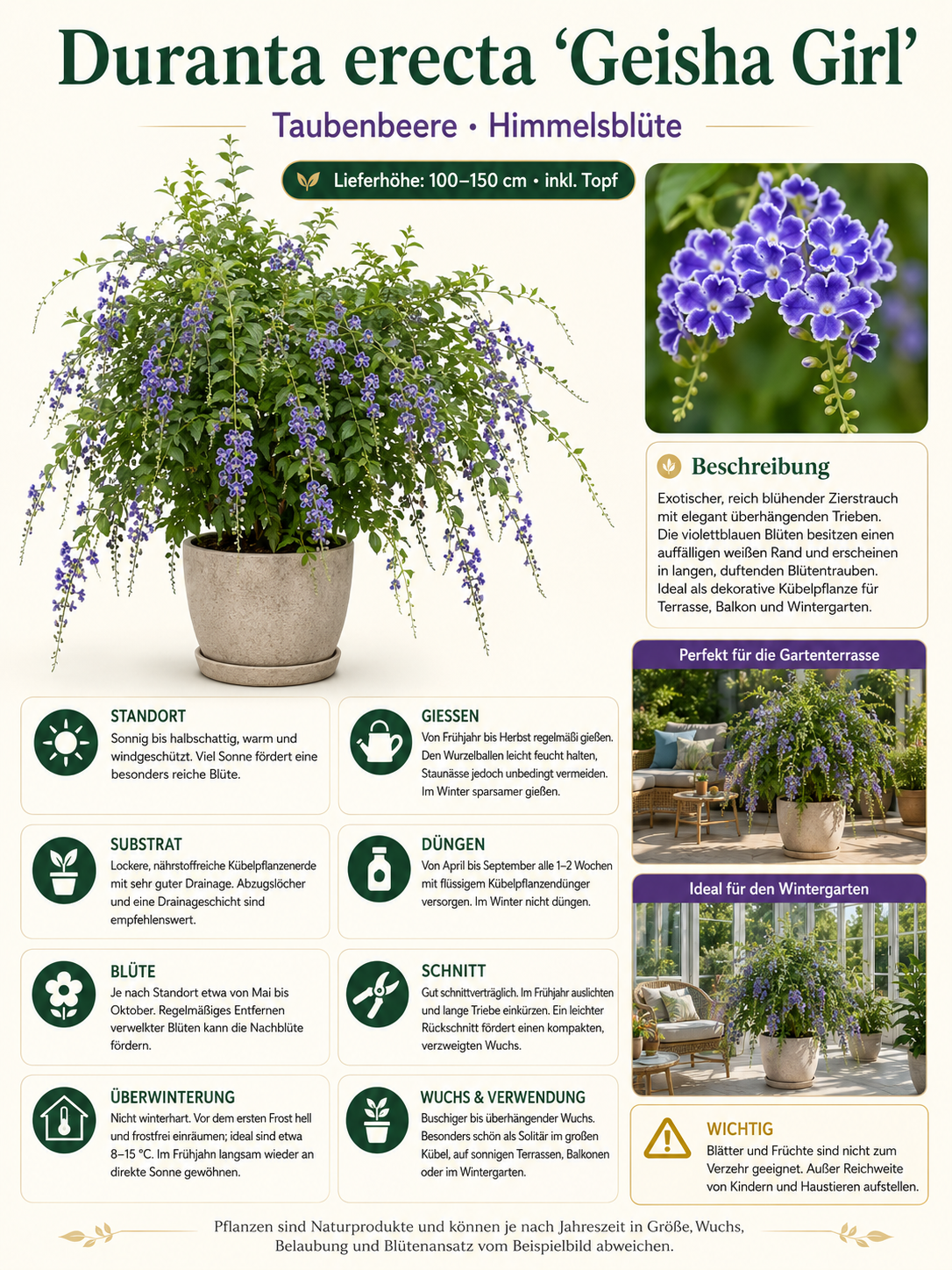 Duranta erecta 'Geisha Girl' – exotický holubník, 100–150 cm, fialové květy, vhodná pro včely, rostlina do nádob