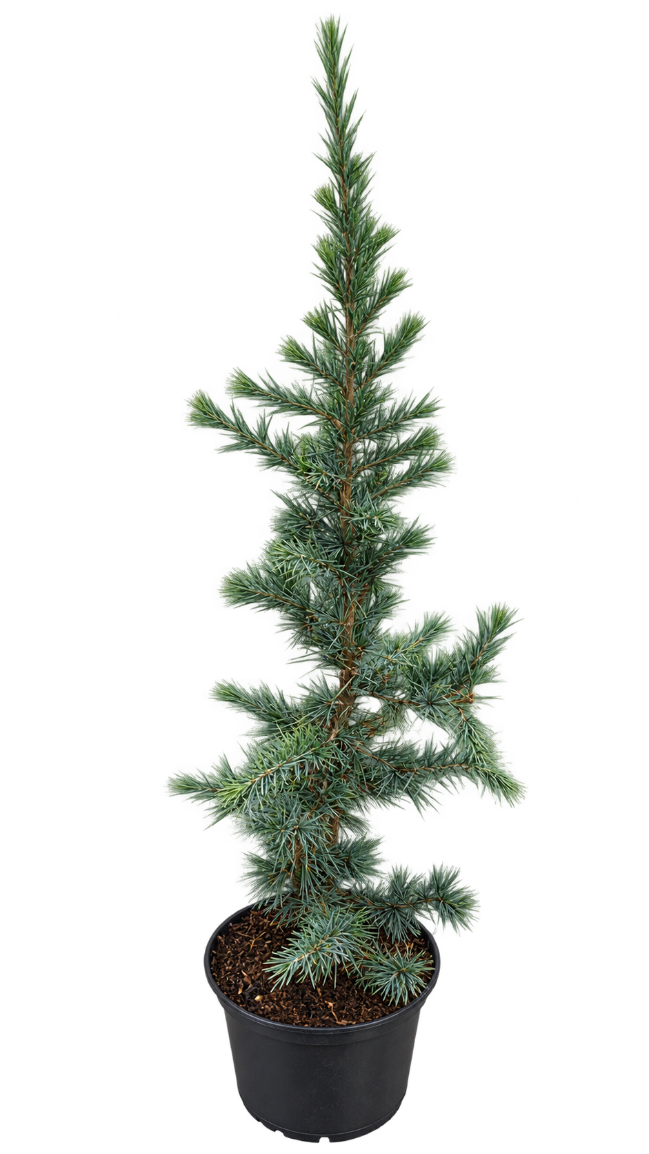 Blaue Himalaya-Zeder ‘Mr. Blue’ – Cedrus deodara – immergrünes Nadelgehölz für Garten & Kübel – ca. 80 cm inkl. Topf