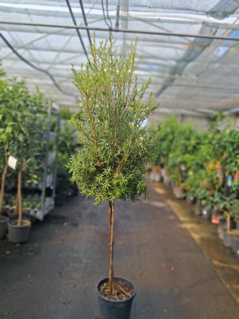 Callistemon Captain Cook Stämmchen (Zylinderputzer, Flaschenputzerbaum) – ca. 180–200 cm inkl. Topf, immergrün & blühfreudig