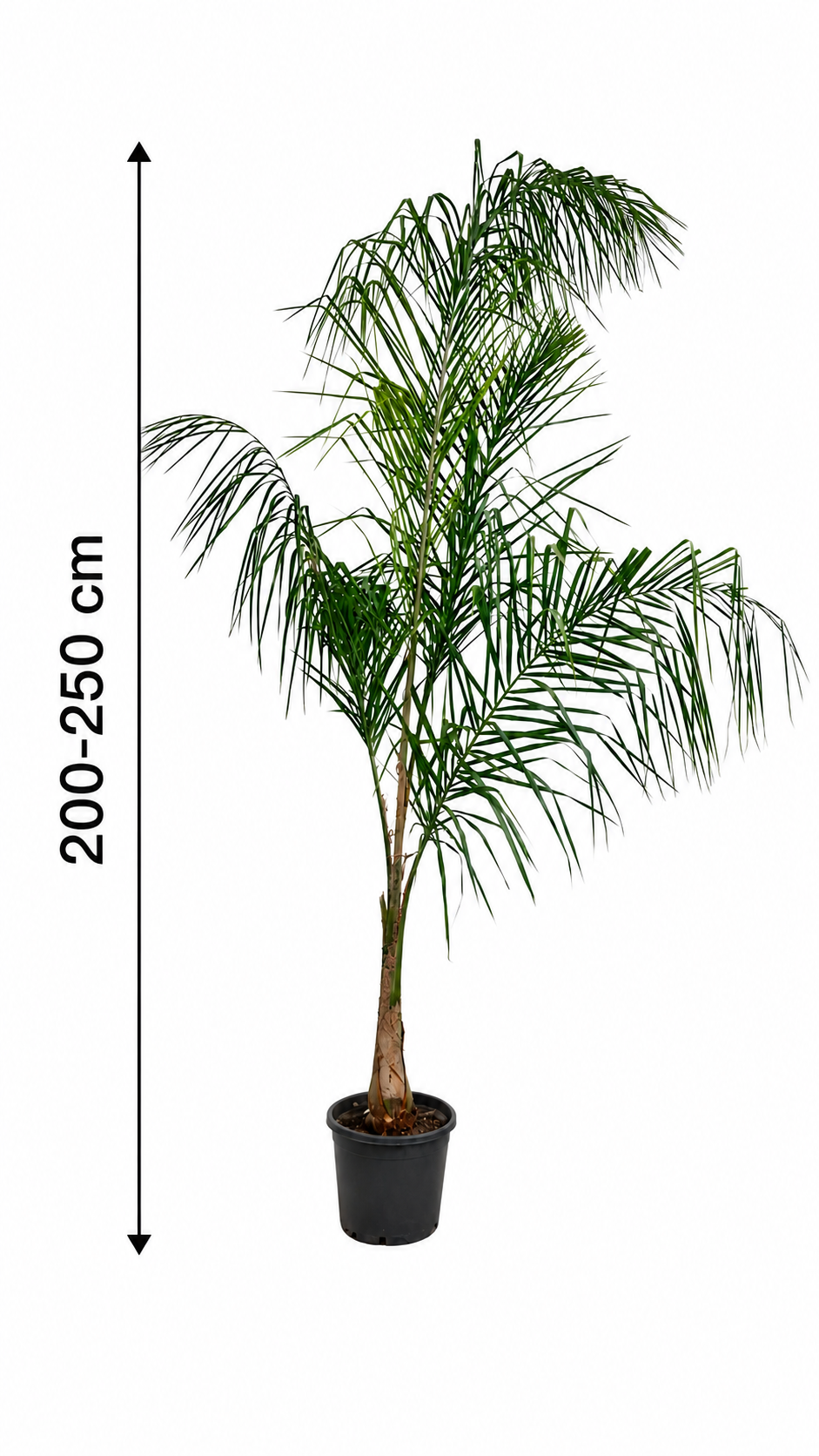 Königinpalme 200–250 cm – Syagrus romanzoffiana – große exotische Zimmerpalme und Kübelpflanze
