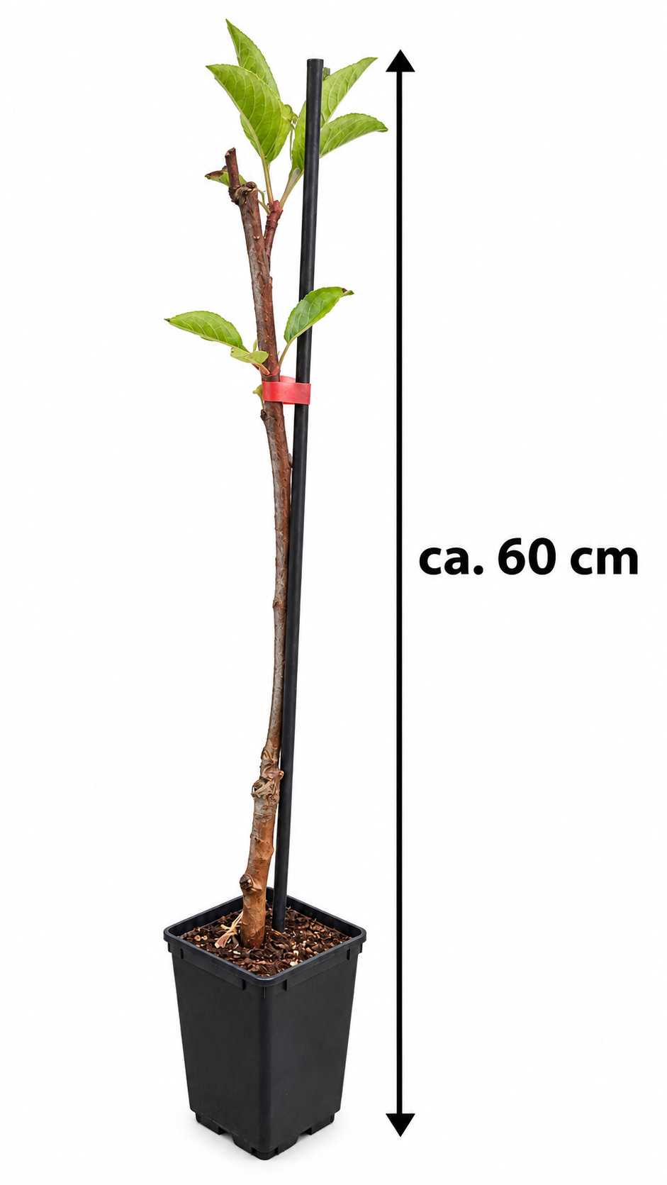 Säulenapfel ‘Braeburn’ – Apfelbaum für Garten, Balkon & Terrasse – ca. 60 cm inkl. Topf – Malus domestica