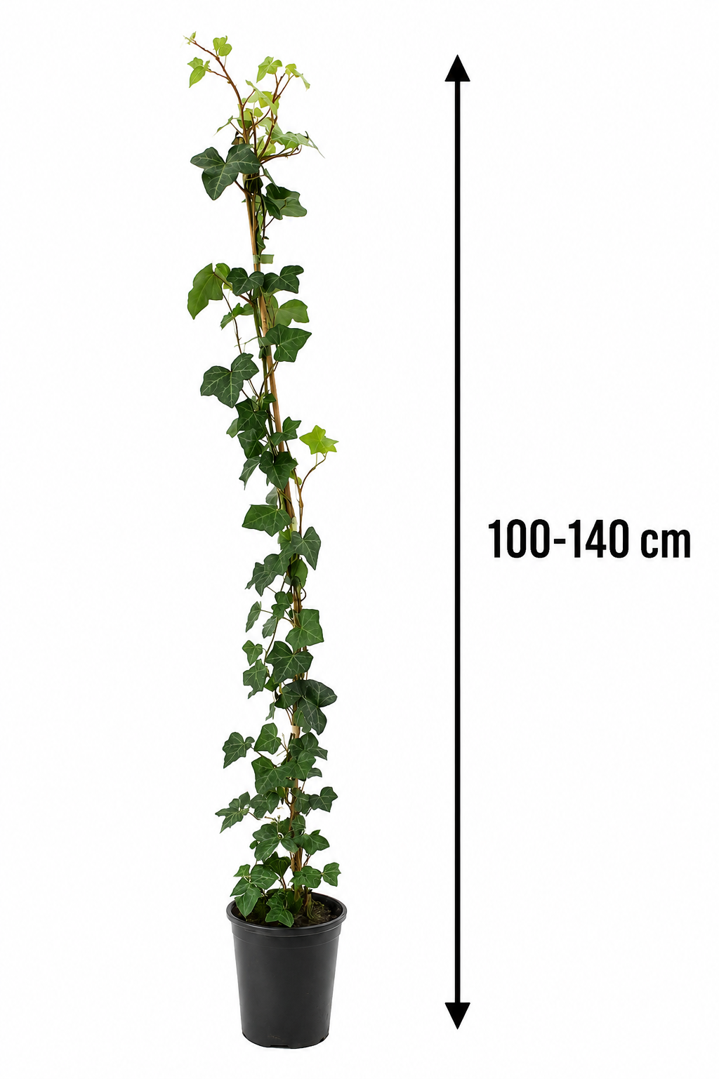 10x Efeu Hedera Hibernica 100-140 cm – Immergrüne Kletterpflanzen für 3 m Sichtschutzhecke | Irischer Efeu | Winterhart | Schnellwachsend | Heckenpflanzen Blickdicht