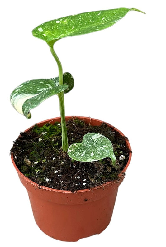 Monstera Thai Constellation 25-30 cm bíle skvrnitá Monstera