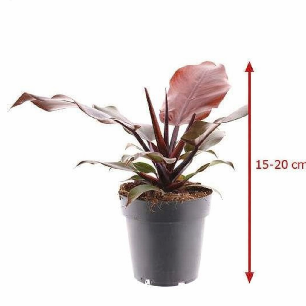 Philodendron Sunlight – Tropische Zimmerpflanze mit leuchtend grünem Laub | 15-20 cm | Baumfreund / Baum-Philodendron