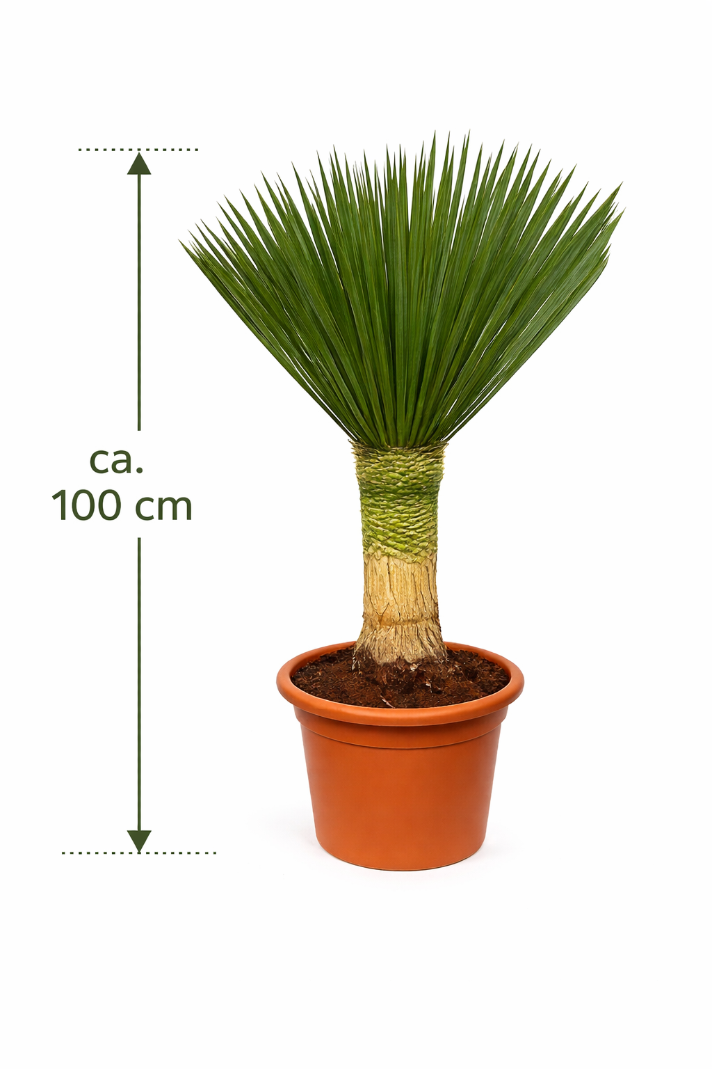 Yucca Rostrata 'Blue Swan' ca. 100 cm Gesamthöhe – Palmlilie mit 30 cm Stamm im 30 cm Topf | Winterharte Wüstenpflanze