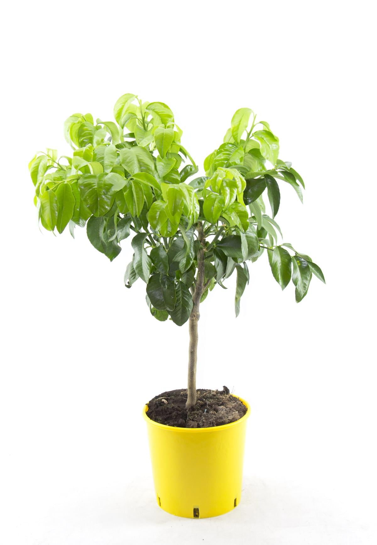 Citrus Paradisi (Grapefruitbaum) 70–100 cm – Pompelmusen Pflanze kaufen, exotischer Zitrusbaum für Haus & Garten
