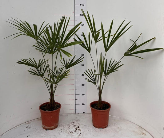 2 Stück Winterharte Chinesische Hanfpalme (Trachycarpus fortunei) – 100-120 cm (A2) | Exotischer Blickfang für Garten & Terrasse