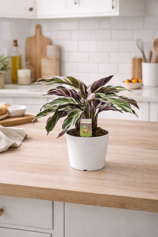 Calathea Fusion White 40-60 cm - Korbmarante - Grünpflanze - Zimmerpflanze - Haustierfreundlich