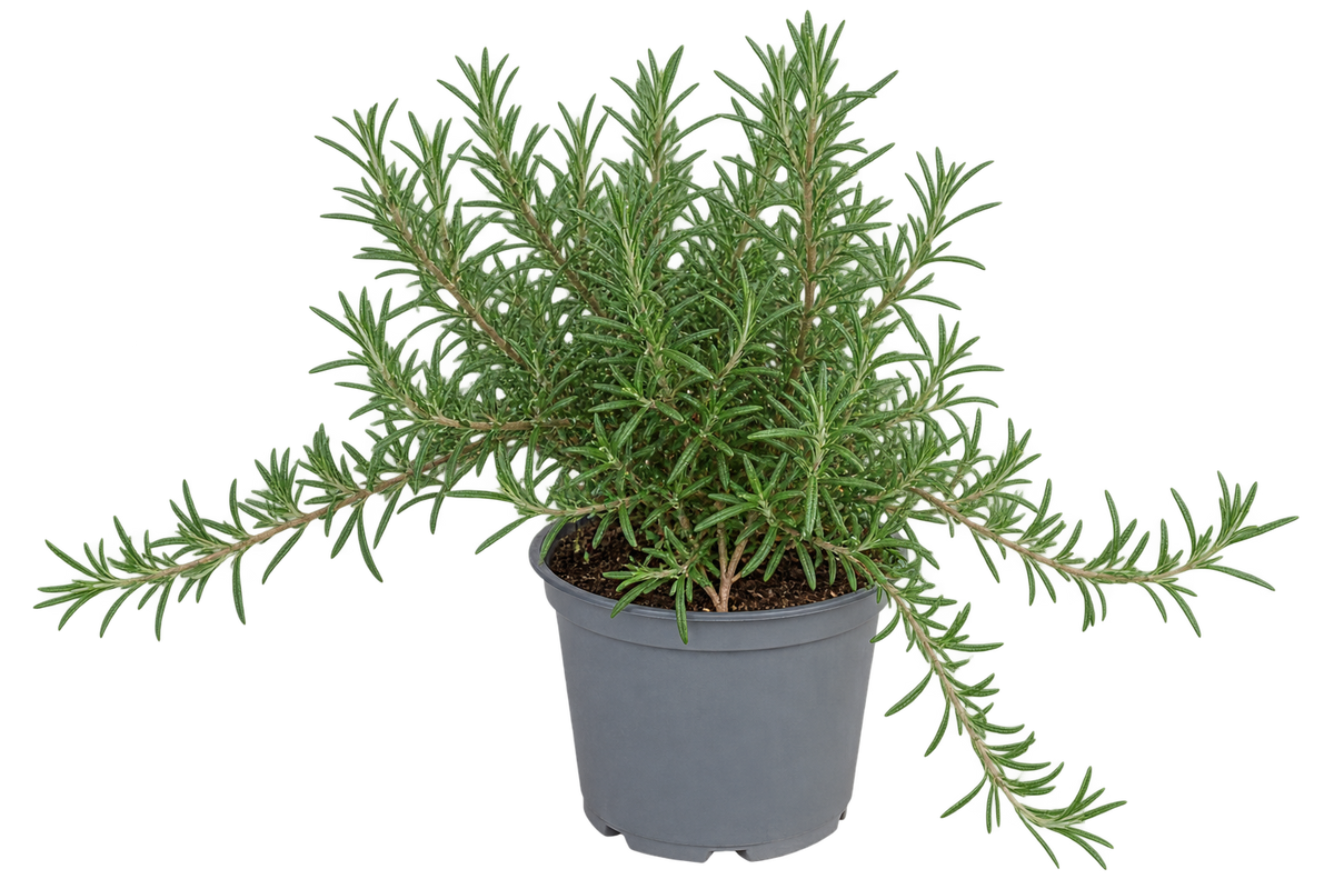 Hängender Rosmarin Prostratus im 12 cm Topf – Kriechrosmarin winterhart immergrün aromatisch für Balkon Garten und Küche