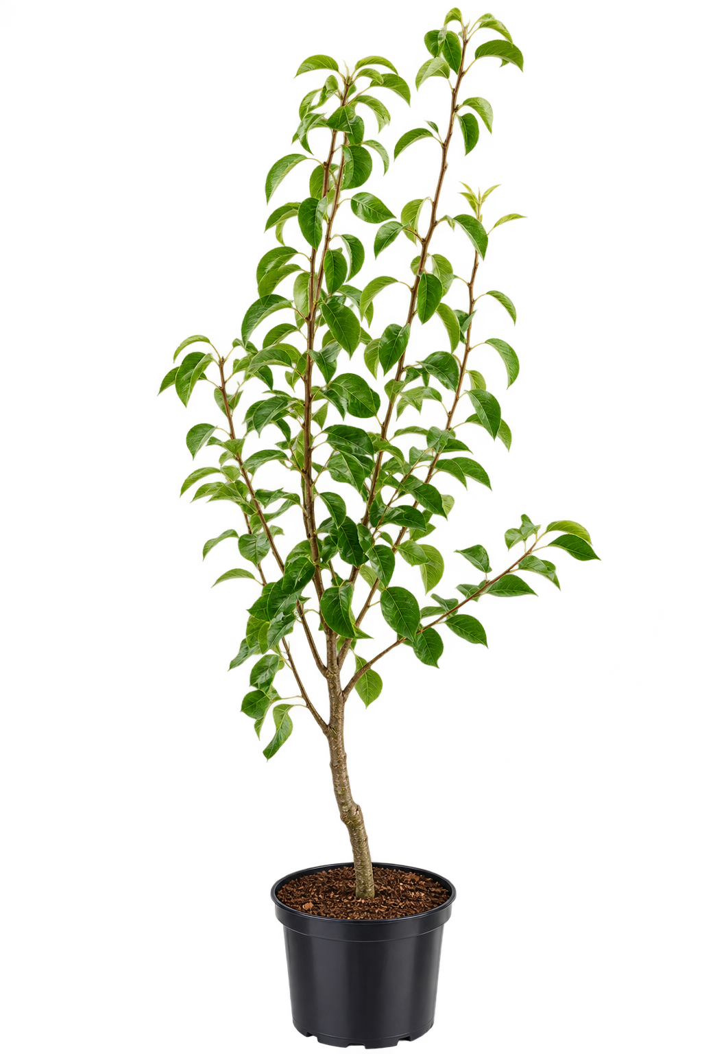 Birnbaum ‘Doyenné du Comice’ – Vereinsdechantsbirne, süße Tafelbirne für den Garten – 100–120 cm inkl. Topf