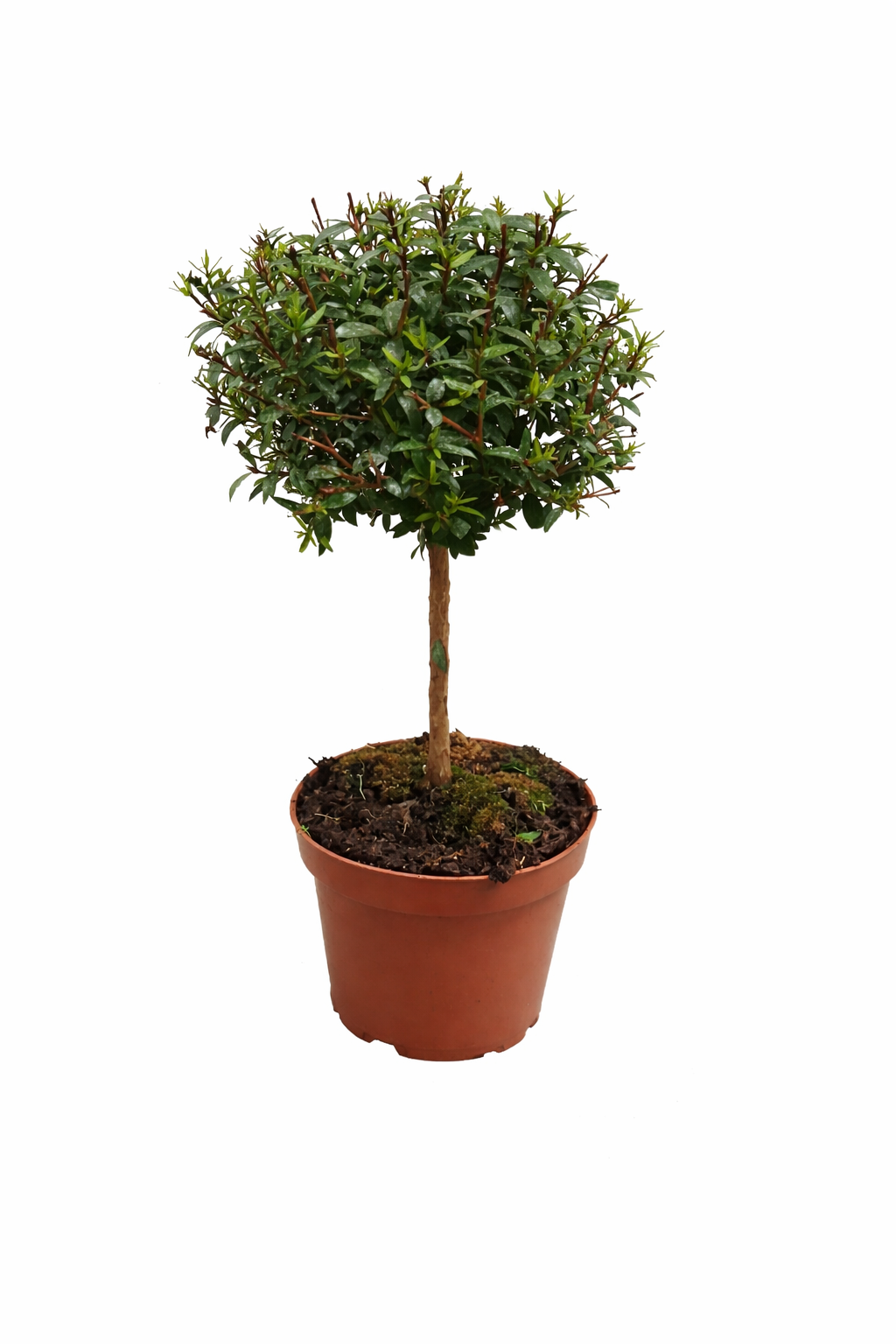 Brautmyrte Stämmchen ca. 50 cm – Echte Myrte (Myrtus communis) – Immergrünes Stämmchen für Balkon & Terrasse