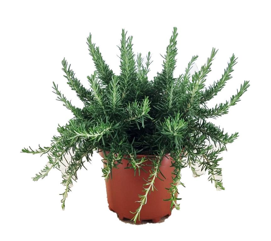 Hängender Rosmarin Prostratus winterhart Kriechrosmarin 3L Topf immergrün aromatische Kräuterpflanze pflegeleicht