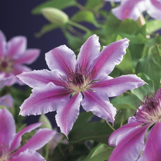 Clematis ‚Nelly Moser‘ – Großblumige Waldrebe | Rosa-weiße Kletterpflanze | 30–50 cm