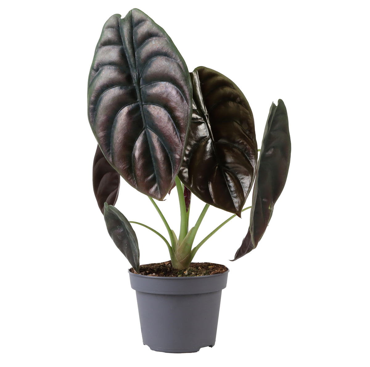 Alocasia Cuprea Red "M" Objevte exotickou pokojovou rostlinu s červeným leskem