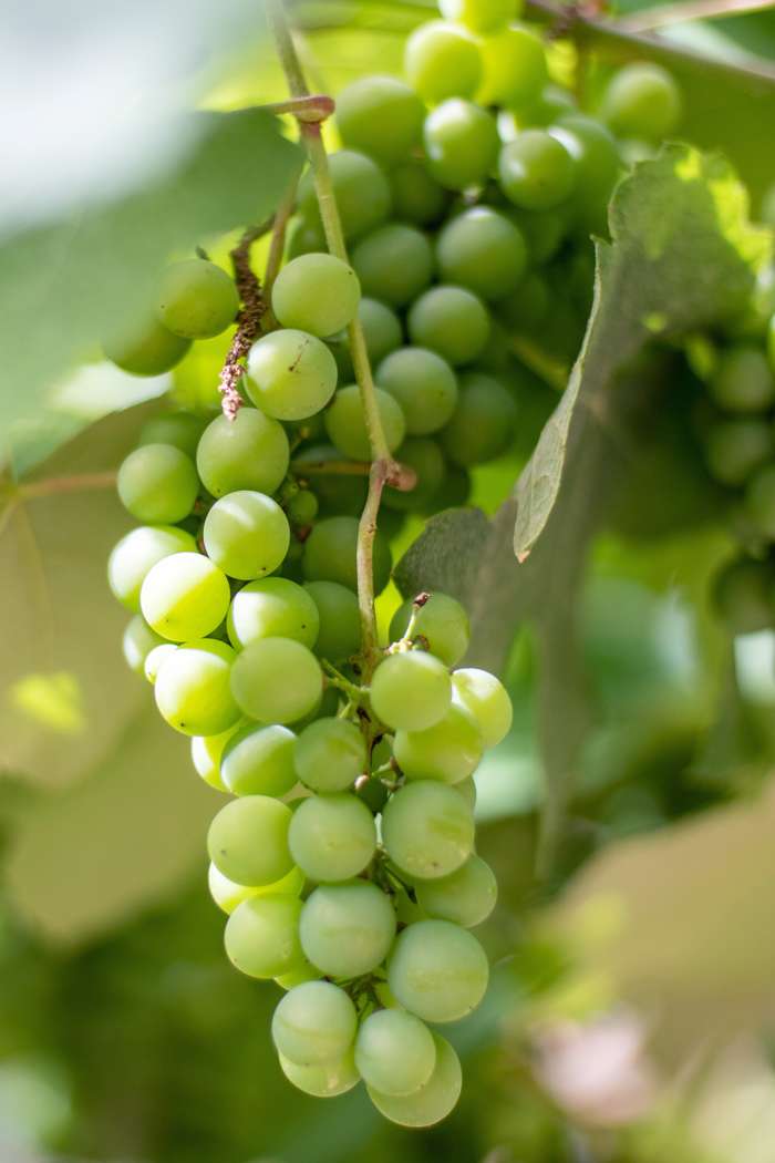 Vitis vinifera Centennial 180-200 cm Kernlose Traubenpflanze für Ihren Garten: Süße und aromatische Beeren für den frischen Verzehr