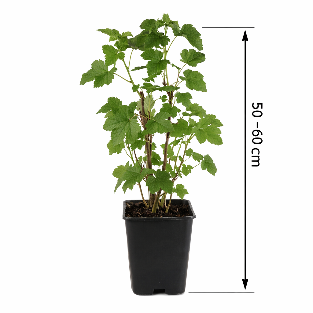 Schwarze Johannisbeere - Ribes nigrum - Ben Nevis 50 - 60 cm - großfrüchtig, rob