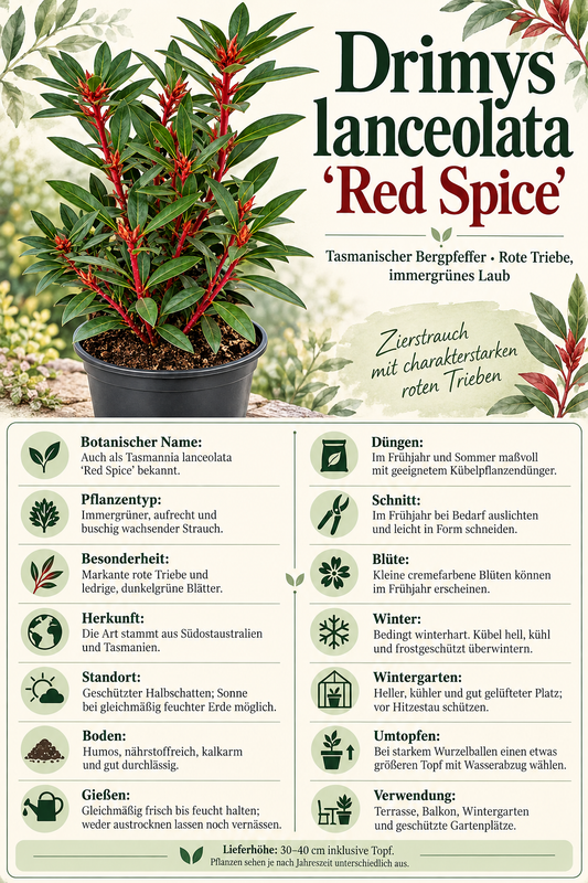 Tasmanischer Bergpfeffer ‘Red Spice’ – Drimys lanceolata, immergrüner Strauch für Garten & Kübel – 30–40 cm inkl. Topf