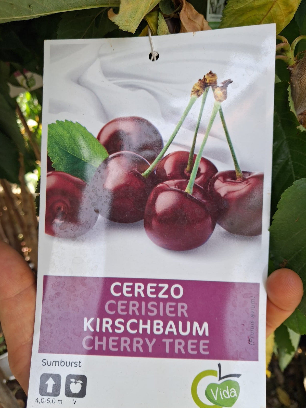 Süßkirsche 'Sunburst' (Prunus avium, selbstfruchtend) – ca. 160–200 cm hoch inkl. Topf – Stammhöhe ca. 100 cm
