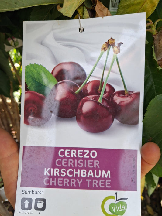 Süßkirsche 'Sunburst' (Prunus avium, selbstfruchtend) – ca. 160–200 cm hoch inkl. Topf – Stammhöhe ca. 100 cm