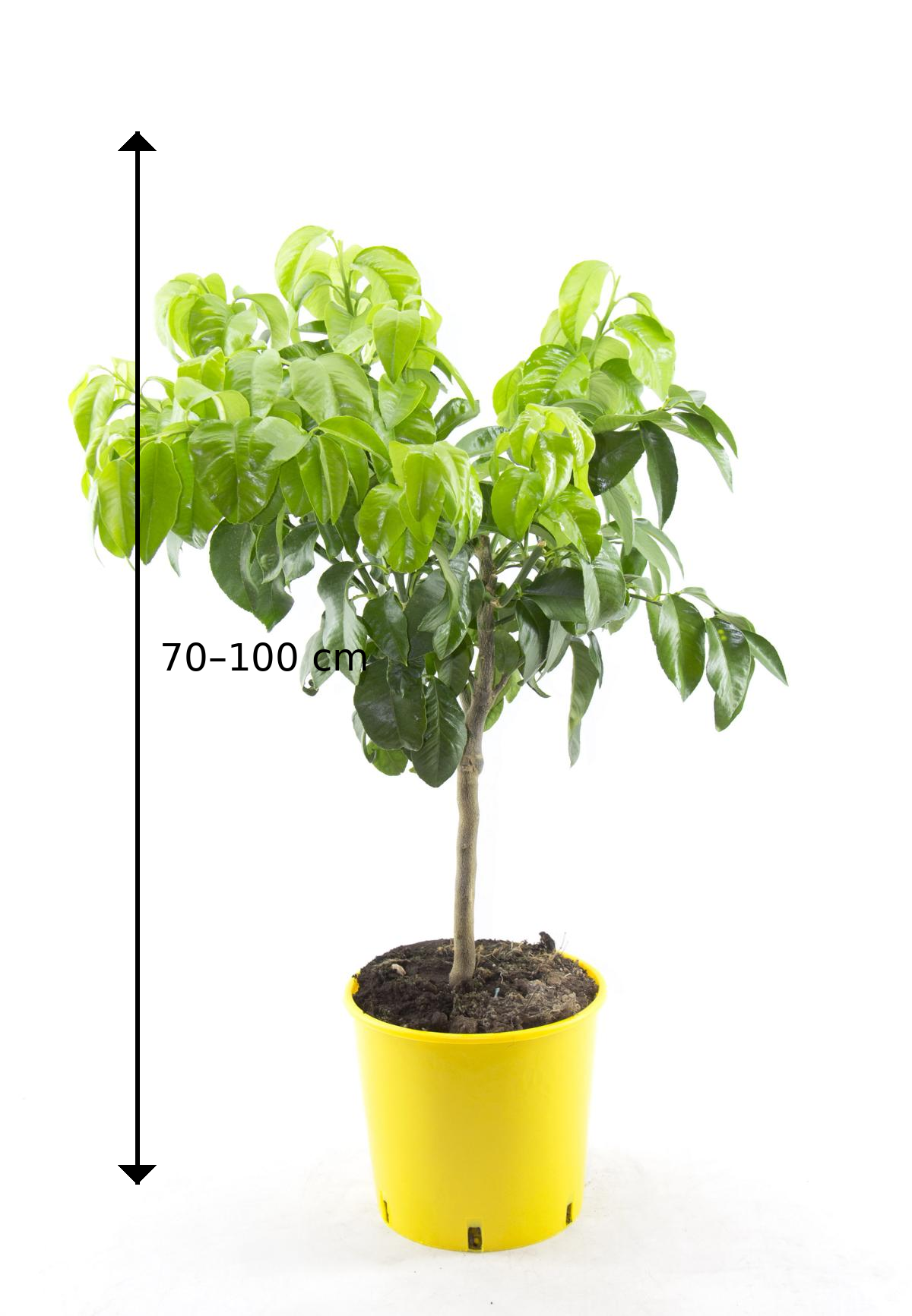 Citrus Paradisi (Grapefruitbaum) 70–100 cm – Pompelmusen Pflanze kaufen, exotischer Zitrusbaum für Haus & Garten