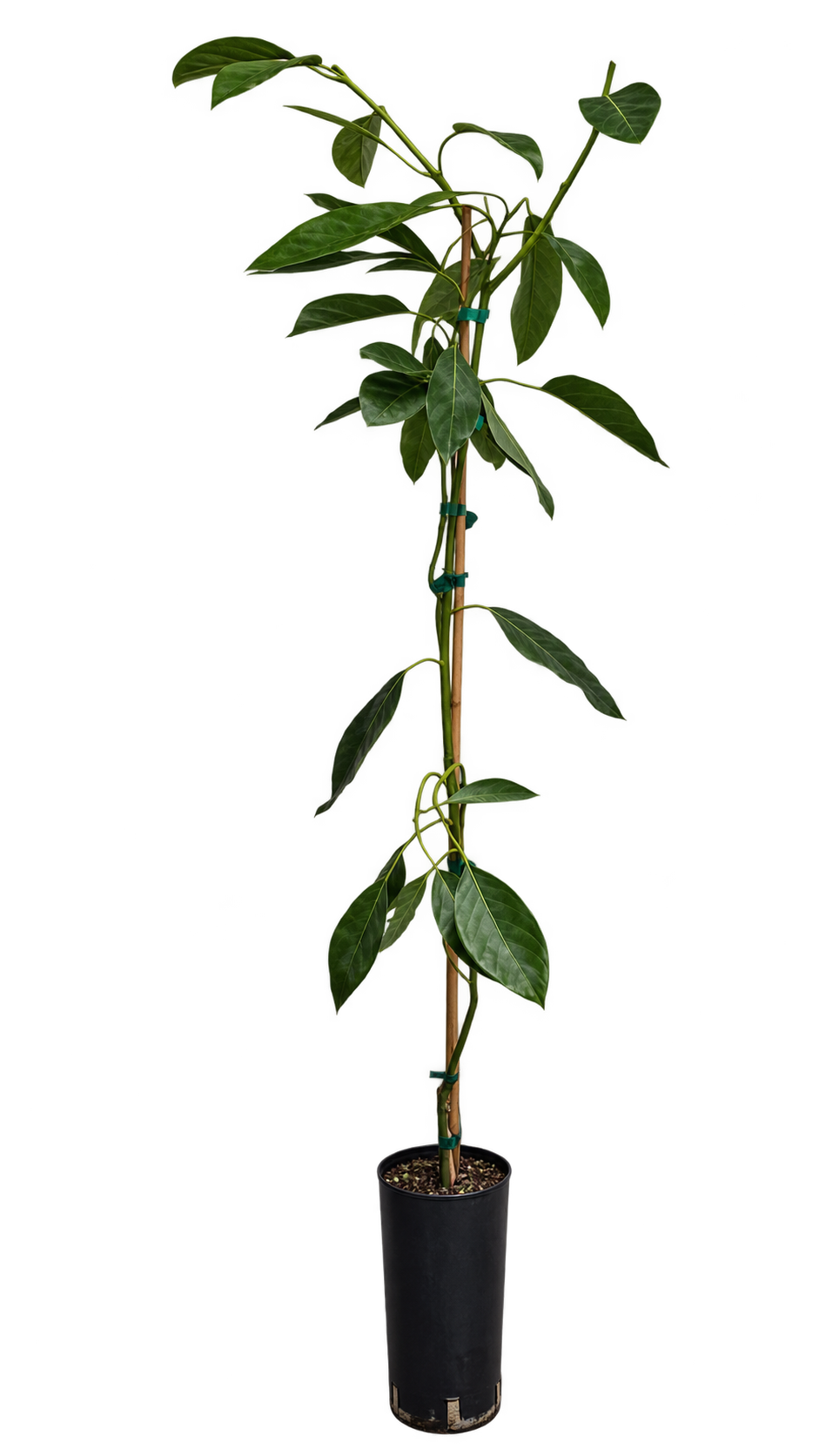 Avocadobaum ‘Hass’ – Avocado-Pflanze (Persea americana) für Kübel, Terrasse & Wintergarten – 150–200 cm inkl. Topf