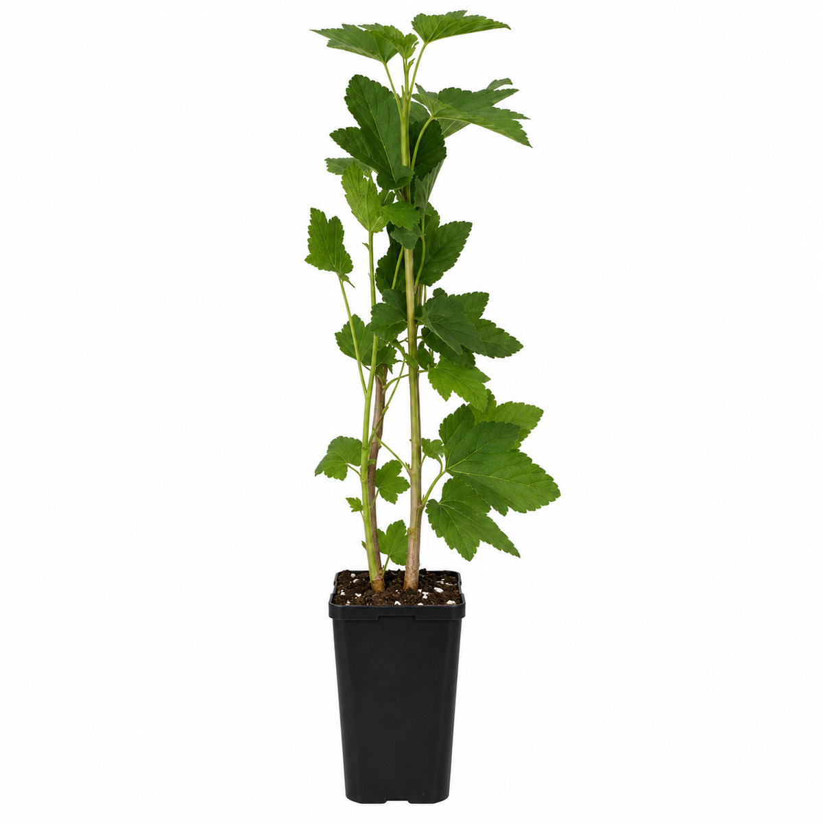 Schwarze Johannisbeere ‘Titania’ 30–35 cm – Ribes nigrum | Winterharter Beerenstrauch für Garten, Balkon und Kübel