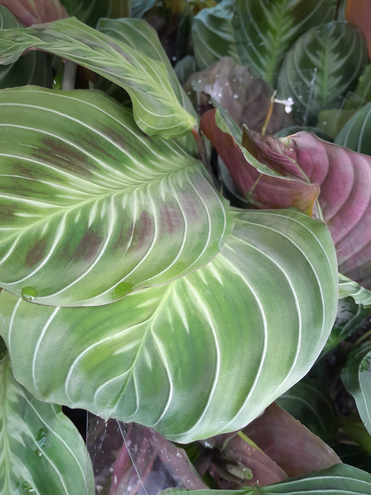 Maranta leuconeura 'Exclusive Dark' cca. 30 cm Arova kořen - Pokojová rostlina - Listnatá rostlina