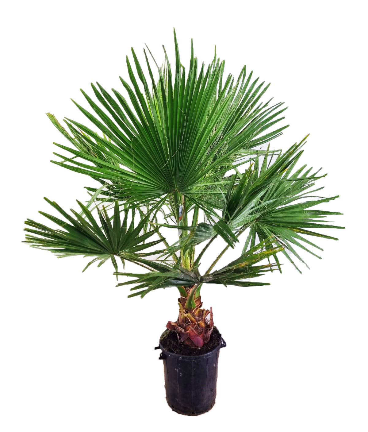 XXL Washingtonia robusta do 200 cm kmen 50-60 cm palma Petticoat pokojová rostlina