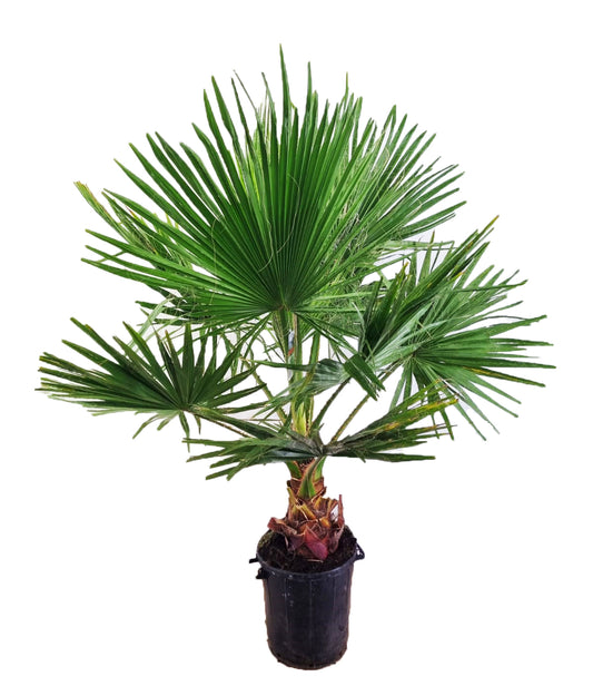 XXL Washingtonia robusta bis 200 cm 50-60 cm Stamm Petticoat-Palme Zimmerpflanze