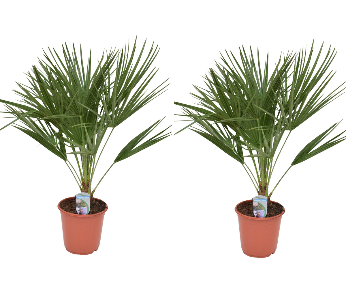2er Set Winterharte Zwergpalme 70-90 cm Chamaerops humilis Eine der kältetolerantesten Palmenarten in Europa
