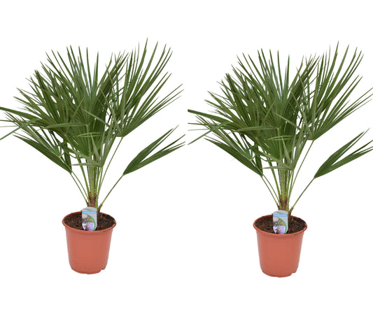 2er Set Winterharte Zwergpalme 70-90 cm Chamaerops humilis Eine der kältetolerantesten Palmenarten in Europa