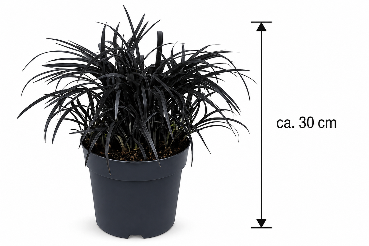 Elegantní černá kráska - Ophiopogon planiscapus 'Niger' pro vaši zahradu