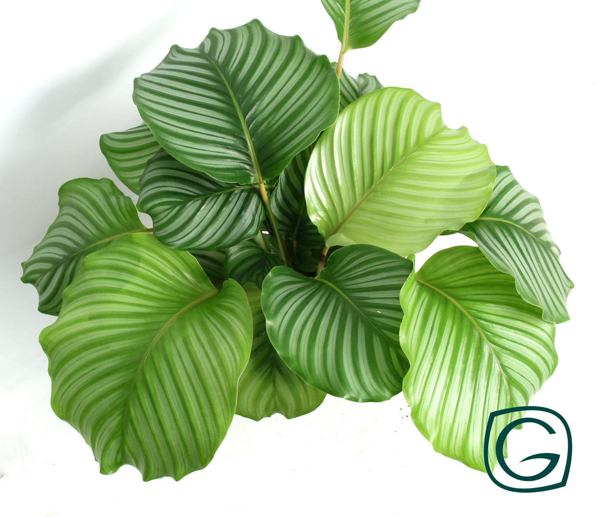 Calathea orbifolia cca. 80 cm - Maranta - Pokojová rostlina - Vhodné pro domácí mazlíčky
