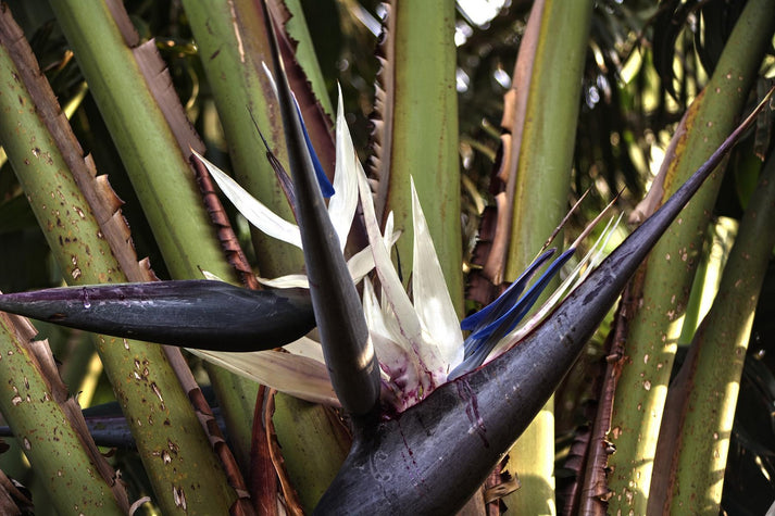 Strelitzia nicolai 120-140 cm Baumstrelitzie Baum-Paradiesvogelblume Zimmerpflanze - Luft reinigend