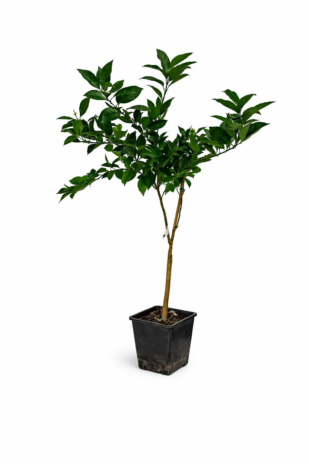 Citrus sinensis ‘Navelina’ – Navelorange Orangenbaum 120–140 cm – Immergrüner Zitrusbaum für Terrasse & Wintergarten