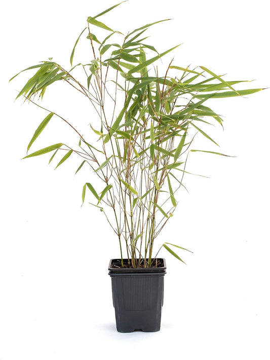 Fargesia Rufa P9 20-30 cm - Der beliebte Riesenbambus für Ihren Garten – Pflegeleicht und winterhart!
