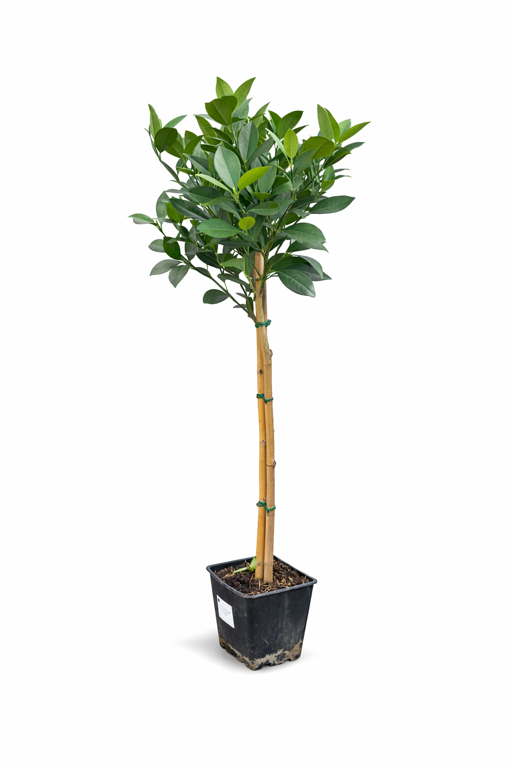 Pomerančovník Citrus sinensis 'Washington Navel' 120-140 cm – Šťavnaté sladké pomeranče, ideální do zahrad a zimních zahrad