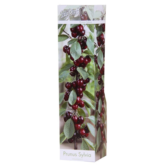 Säulenobst Kirsche ‘Sylvia’ – Prunus avium – Säulen-Kirsche für kleine Gärten | 40–60 cm